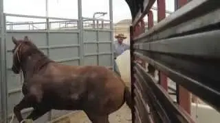 BLM Mustang Training: 2014 Impact of the Horse Competition - Week One with Mustang Grizz