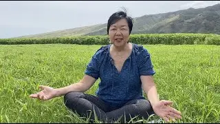 Sunflower Farm Music Fest to Support Food Security in Hawaii