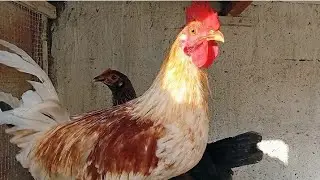 Chicken rooster crowing sound in the morning 🐓🐔 #birds #rooster 