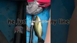 Big bass caught at silvermere lake!#catchandrelaese #bassfeatured #bassfishing #fishing