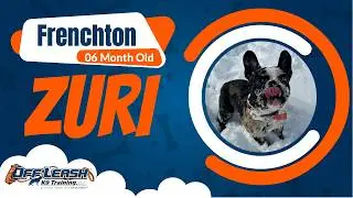 Frenchton, 6 m/o, Zuri | Best Small Breed Training | Off Leash K9 Training