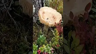 Forest floor details. #forestfloor #fungi