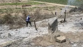 Caral: edificio piramidal hallado bajo árboles de huarango en Chupacigarro