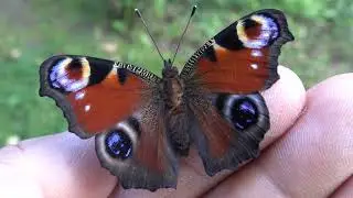 Amazing Peacock Butterfly (Aglais io)