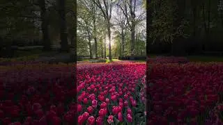 The flowers are the most beautiful things Europe 🌍