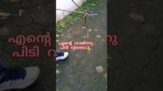 നമ്മോടൊപ്പം ഇവരും ജീവിക്കട്ടെ🐍| Coexistence with snakes #sarpa #urbansnakelife #nonvenomoussnake