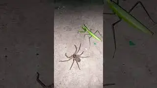 Spider and Mantis #short