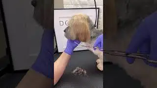 EAR TRIMMING #banhoetosa #doggroomingtips #dogs