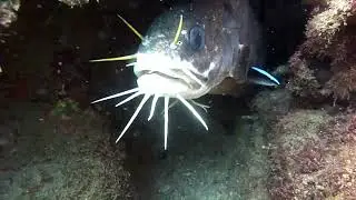 ＃イタチウオ　＃ホンソメワケベラ　＃素潜り