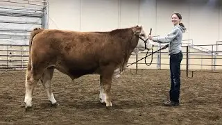 Jenalee and Teddy Market steer 2022
