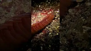 Creepy Crawlies: Giant Fleshy Scaleworm 😳 #nature #scubadiving #marinelife #padi #ocean #weirdanimal