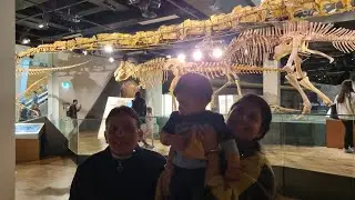 Inside Melbourne Museum   Dinosaur's skeletons #Melbourne #Museum #MelbourneGallery