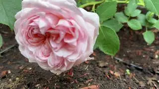 The Lady Gardener