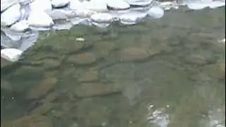 Pesca a mosca secca vaironi parte 1