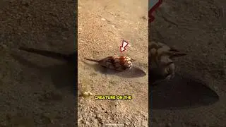 Улитки-конусы &mdash; одни из самых ядовитых существ.