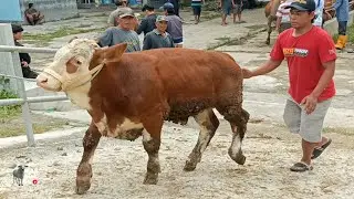 Belanja Di Pasar Sapi Jogja Riza Andi Farm Selalu Dapat Pedet Super Berkualitas Di Bawah 20 Juta !!