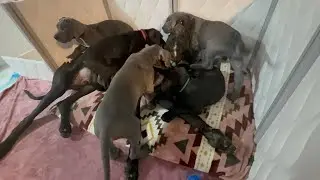 LIVE! Great Dane Puppies!