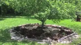 Apple Tree Guild