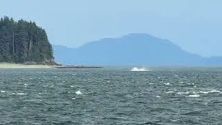 Whale slapping water with tail
