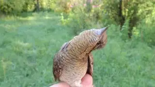Nyaktekercs (Jynx torquilla) / Eurasian Wryneck