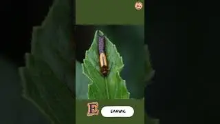 ABC Insect Alphabet Song - Part 1: A to J - #singing & #learning #abcd together
