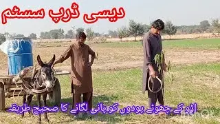 drip system desi jugaad