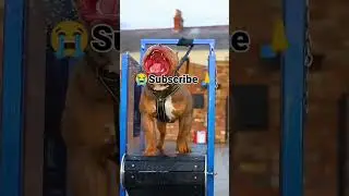 pitbull training video #virlsshort #virlvidio #youtubeshorts