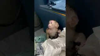 Xuxu is feeling itchy #monkey #babymonkey #thucung #xuxu #cute #