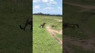 ‣ Tanzania&rsquo;s Wildest Chase! Cheetah vs Honey Badger &ndash; You Won&rsquo;t Believe Who Wins!