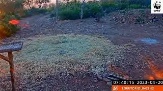Lince caza un gazapo al amanecer. 20 de abril de 2023. Territorio Lince. #linceiberico #caza