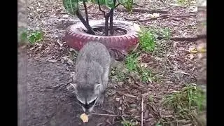 Mapaches en el Parque Infantil San Salvador 