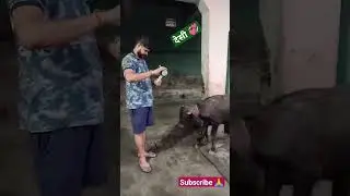 Dessi jhotta#dessi #trending #youtubeshorts #shortfeed #viral #shorts💪💪🥛🥛