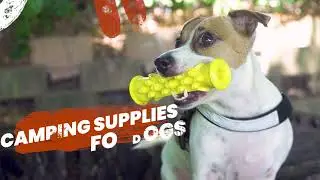 Adventure Starts Here | Adventure With Dogs