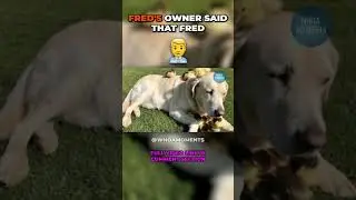 Dog is The Greatest Father To Ducklings, Dog Loves Baby Ducks!