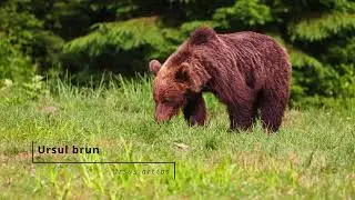 Parcul Național Cozia: Arii protejate