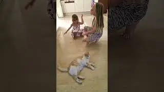 Leia & Milada Call the Cat&mdash;She Completely IGNORES Them! 😹 #cat #shorts #funnycat #viralshort