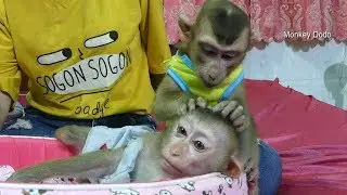 Wow Really Good Dodo Grooming Mori To Sleep, Dodo Mori Love Each Other