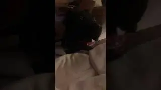 My cane corso Bane barking for hand