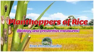 PLANTHOPPERS OF RICE (Biology and preventive measures)