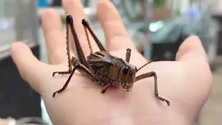 ZooVentures | Знакомство с насекомыми вблизи