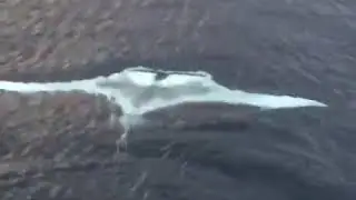 MANTARRAYA GIGANTE