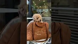 Новая линейка AW Pets от Around the World уже доступна к заказу🤍