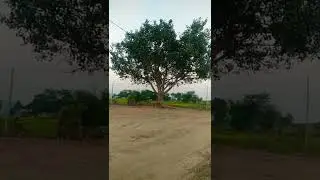 save tree.🌴🌴#shorts video