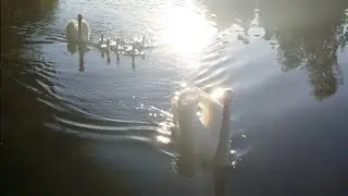 Look at the Beautiful Swans in Warm Sun Rays (4K)