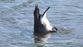 Canada geese dabbling in water #nature #birds