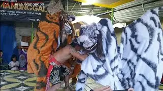 Barongan kejengkang..!! Kebogiro lanjut Pitik Walik TMM Kaliurip