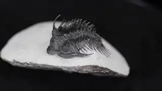 Impressive Comura Trilobite