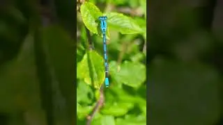A Common Blue Damselfly posing remarkably well to show its distinctive features