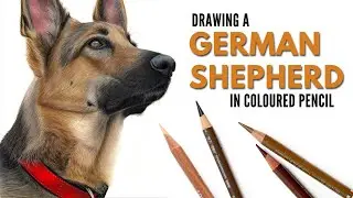 Drawing a German Shepherd Dog Portrait in Colored Pencil | Realistic dog drawing | Watercolor Pencil
