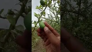 Desert Date(Aduwa fruits)//الزقوم// ഓടൽ//ఇంగుడ #shorts